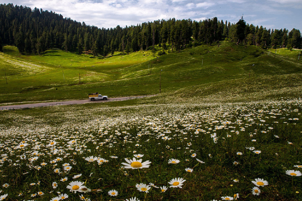 Gulmarg Meadows