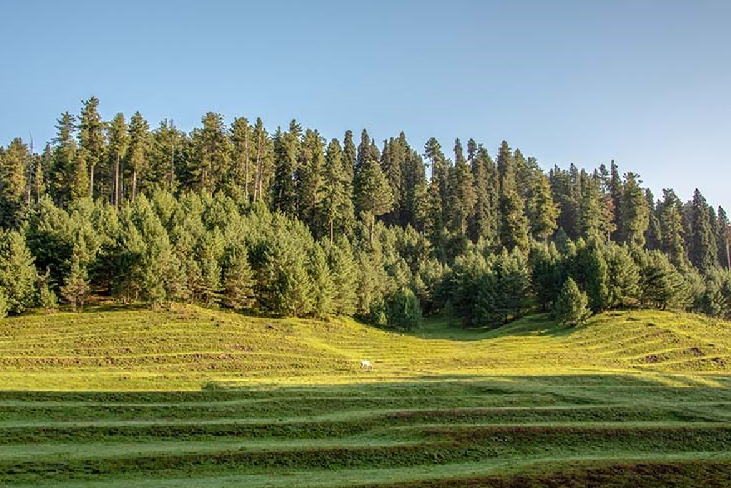 Strawberry Valley